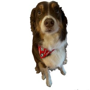 Collar Bandanna Georgia Bulldogs